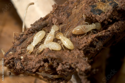 termites