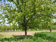 the tree