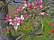 apfelblüte