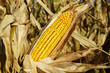 corn in the field