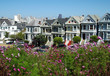 painted ladies