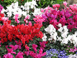 colored cyclamen