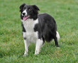 border collie border collie