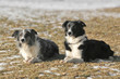 two border collies two border collies