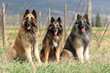 three tervuerens - belgian shepherds three tervuerens - belgian shepherds