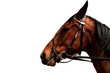 cheval-1