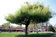 arbre