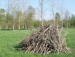 tas de bois dans le marais poitevin