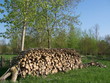 tas de bois dans le marais poitevin
