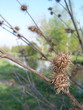 boules piquantes dans le marais poitevin