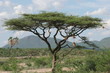 acacia et palmier doum
