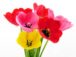 bouquet de tulipes bouquet de tulipes