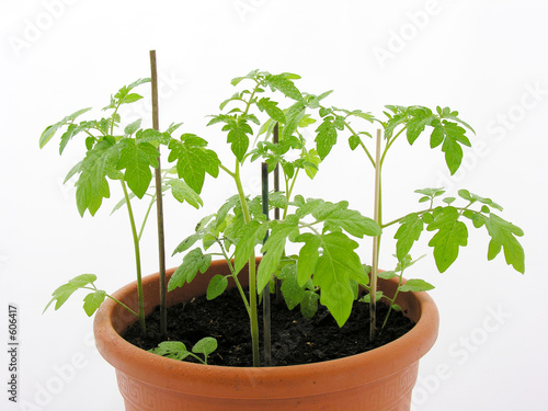 plants de tomates