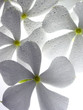 fleurs blanches