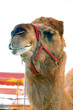 circus camel. circus camel.