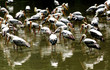 yellow storks
