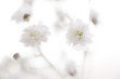 baby's breath
