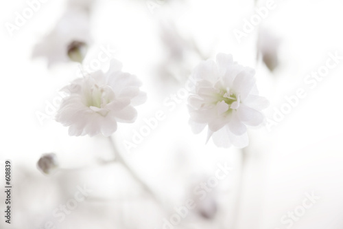Photo: baby's breath baby's breath