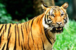 tiger of bengal tiger of bengal