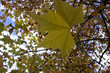 feuille