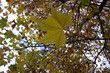 arbre