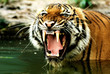 tiger of bengal tiger of bengal