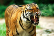 tiger of bengal tiger of bengal