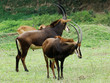 Foto: sable antelope sable antelope