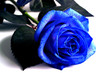 blaue rose blaue rose