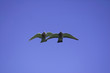 palomas