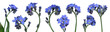forget-me-nots