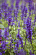 lavender lavender