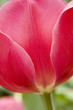 red tulip red tulip