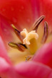 red tulip red tulip