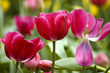red tulips red tulips