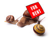 for rent