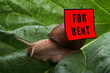 hause for rent