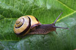 snail