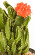 cactus cactus