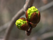 in bud 2
