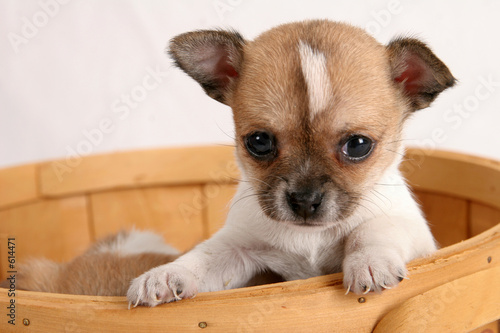 popup puppy