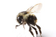 bee trying to walk