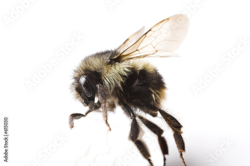 bee trying to walk bee trying to walk