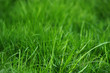 green fresh grass
