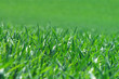 grass