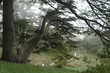 les cèdres - el arz (liban)