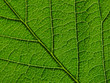 leaf structure iv