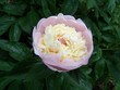 Photo: peony peony