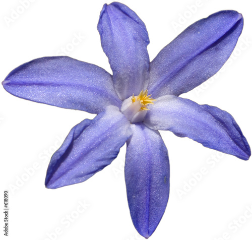  six Petal Blue Sparkling Flower Stock Photo And Royalty free Images 