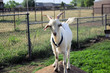 billy goat
